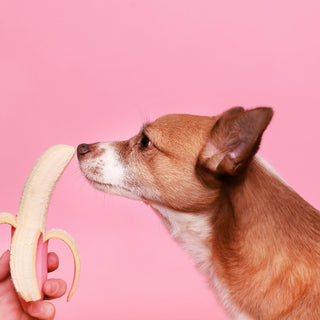 Ein Hund schnüffelt an einer Banane