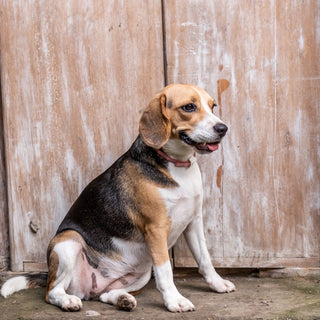 Dicker Beagle Hund