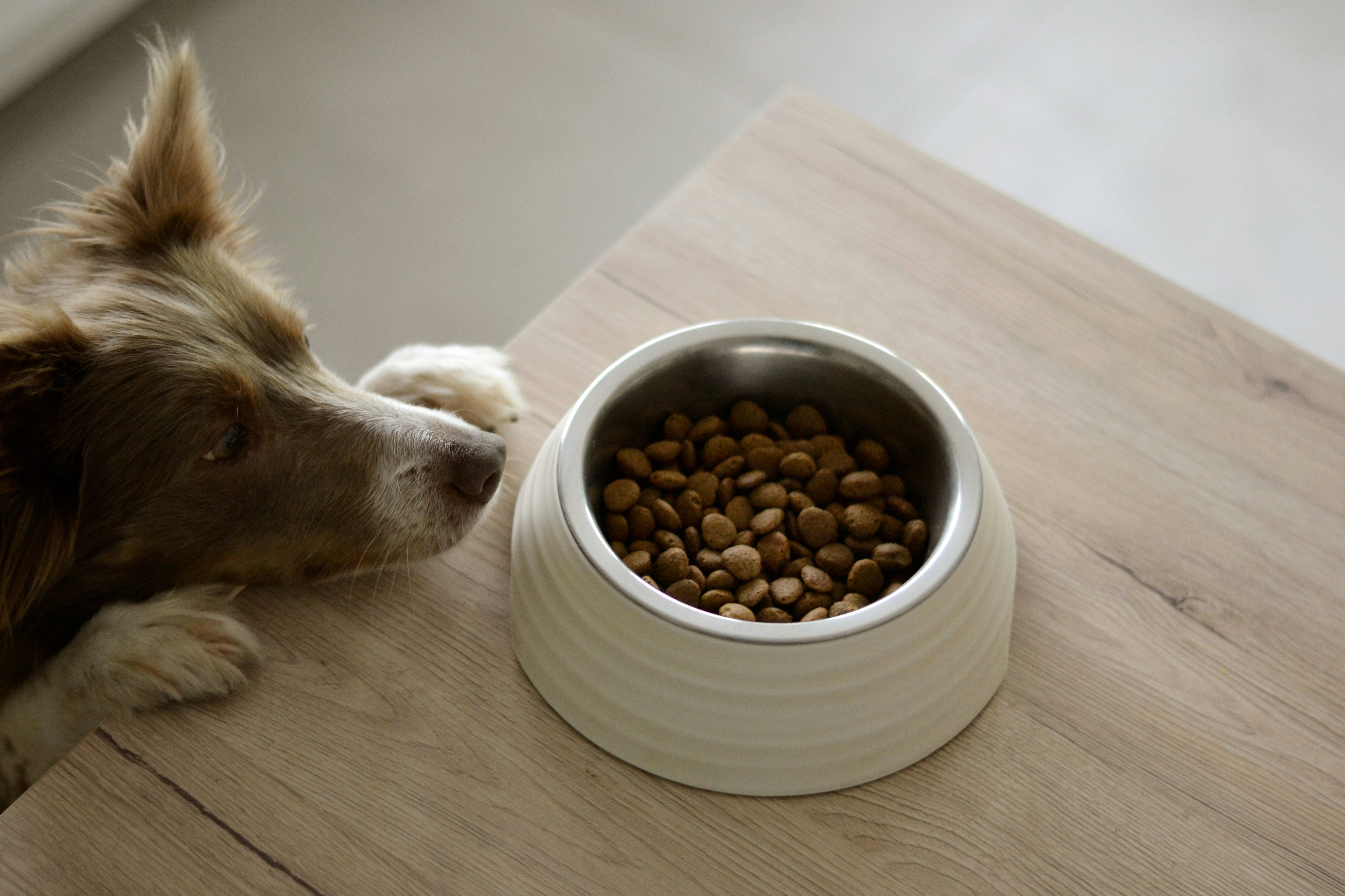 Das richtige Futter bei Sodbrennen - Was du bei der Futterwahl beachte   Happy Fido Handels GmbH