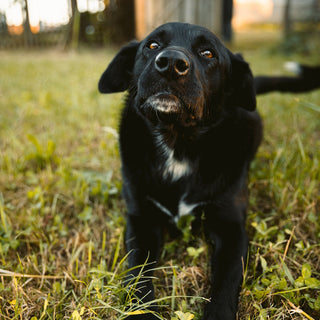 Hund im Gras