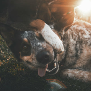 Die Power des Spiels - Warum jeder Hund einen Spielkameraden braucht.