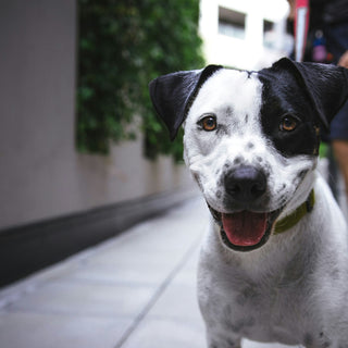 IBD bei Hunden: Ein Leitfaden für alle Hundebesitzer