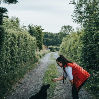 Wie belohne Ich meinen Hund richtig?