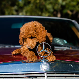 Hund auf Autodach