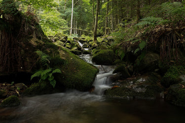kleiner Welpe im Wald