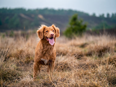 Hund in der Natur