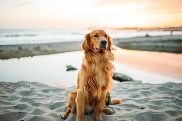 Hund am Strand