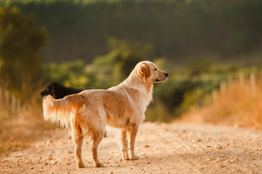 Hund auf einem Feld