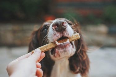 Hund mit Leckerli