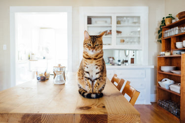 Katze in der Küche