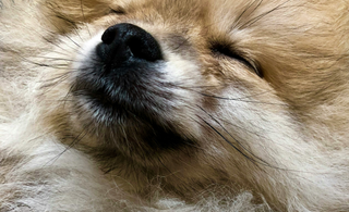 Fellwechsel beim Hund - Was du wissen musst und wo du ihn unterstützen kannst