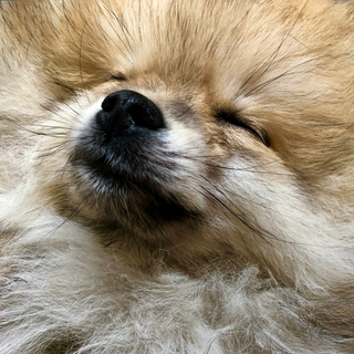 Fellwechsel beim Hund - Was du wissen musst und wo du ihn unterstützen kannst