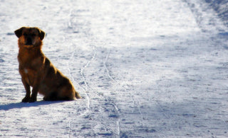 9 Wichtige Tipps, die Deinen Hund gut durch den Winter bringen!