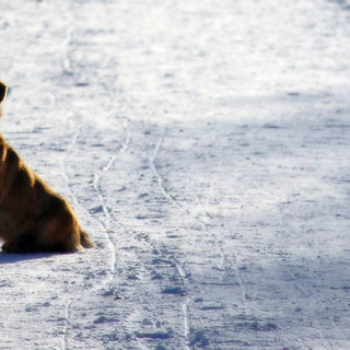 9 Wichtige Tipps, die Deinen Hund gut durch den Winter bringen!
