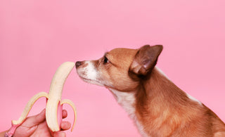 Ein Hund schnüffelt an einer Banane