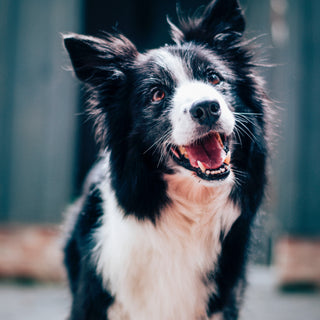 Die Ausschlussdiät beim Hund: Ein Leitfaden für Hundebesitzer