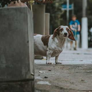 Mein Hund ist zu dick! Kann Diätfutter helfen?