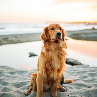 Hund am Strand